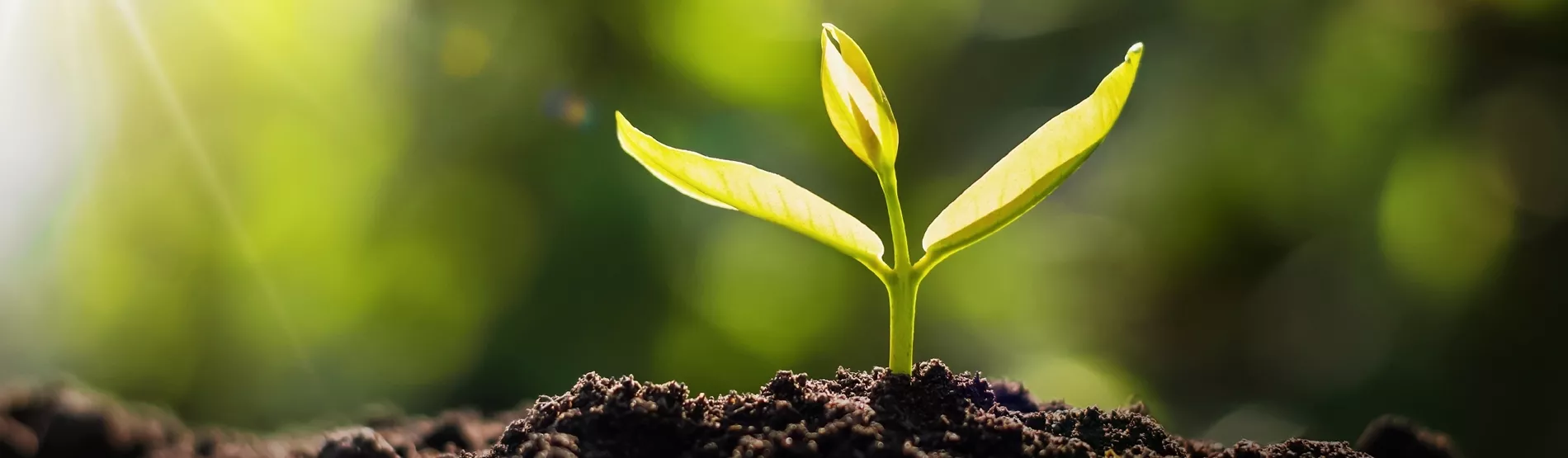 Pousse de plante